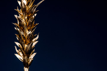 bunch of wheat rye or barley ears with whole grain and leaves yellow wheat rye or barley. black background 