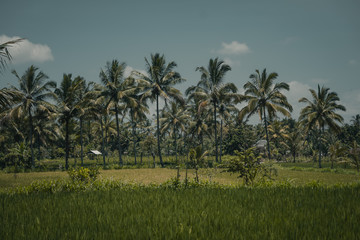 Fototapeta premium Rice fields in the landscpae of Indonesia 