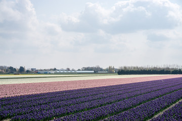 Fototapeta na wymiar Tulip fields, purple