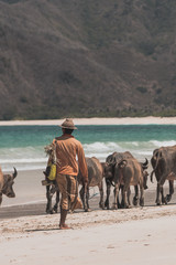 Cows at the beach of Lombok