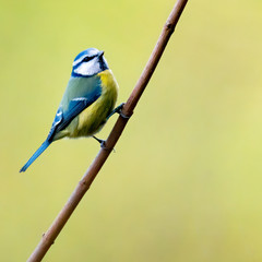 bird in the wild nature