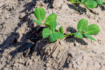 Peanut field peanut seedlings,Peanut tree.
