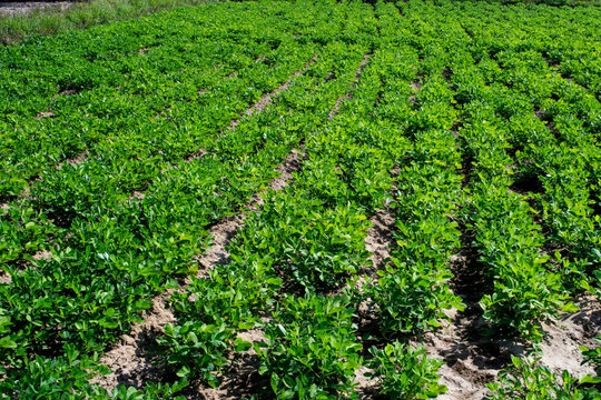 groundnut tree