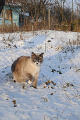 Fluffy cat walking among the snowy field