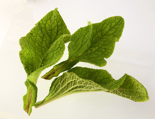 Green leaves of foxglove on white background © Pecold