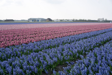 Flower field, blue and purple