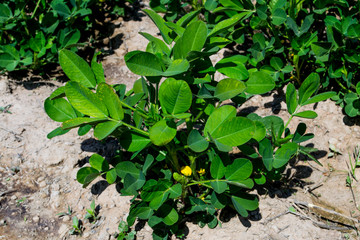 Peanut field peanut seedlings,Peanut tree.