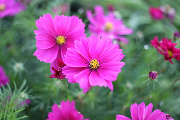 Nature background with pink Cosmos flowers