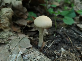 mushroom in the wild forest
