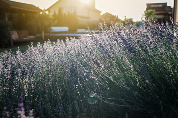 Green garden outside of modern vacation house, creation a home and home feeling
