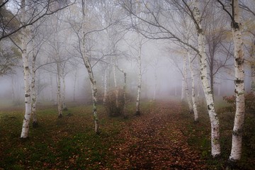 長野県・秋の森の朝霧 4