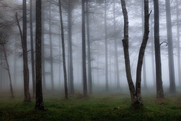 長野県・秋の森の朝霧 3