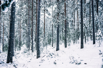 Snowy forest in Finland