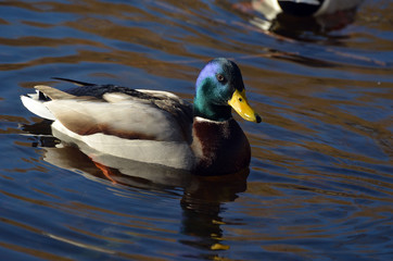 Obraz premium Wild ducks live on a lake in a residential area of Kiev