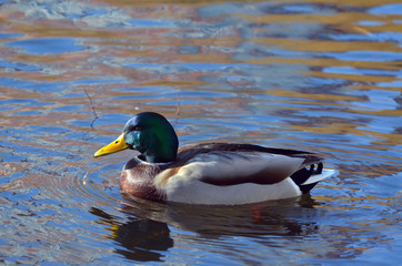 Fototapeta premium Wild ducks live on a lake in a residential area of Kiev