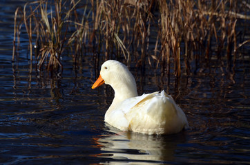 Wild ducks live on a lake in a residential area of Kiev