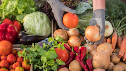 Farmer's hands with onions and tomato over the counter with vegetables