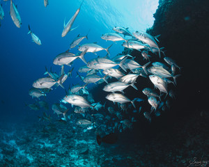 School of fishes
