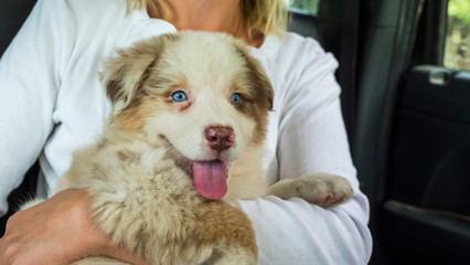 Passenger with cute puppy in his hands travels in a car