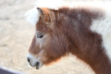 Fototapeta premium 나귀