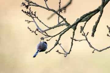 bird in the wild nature