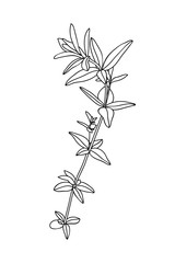 Monochrome branch with leaves isolated on white background. Coloring page. Vector illustration.