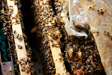 Apiary, beehive farm and beekeeping 