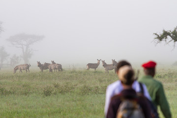 Zebras sind während der Fußsafari im Norden Tansanias gut zu beobachten