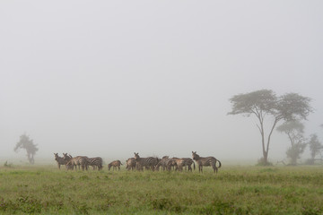 Zebras im Morgennebel der Regenzeit