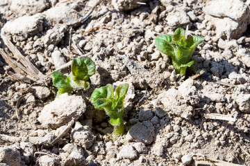 Planting potatoes in Thailand, Potato seedlings, Potato fields,Green leaf potato leaves.