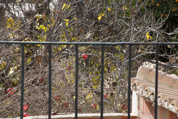 Fototapete bei efototapeten.de bestellen   