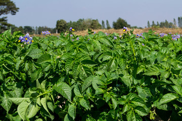 Planting potatoes in Thailand, Potato seedlings, Potato fields,Green leaf potato leaves.