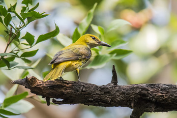 Indian Golden Oriole female