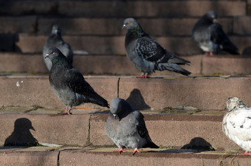 Pigeons at the city. Kiev