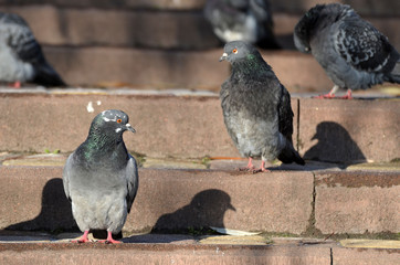 Pigeons at the city. Kiev