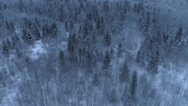 Snow covered winter forest aerial view