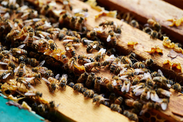 Apiary, beehive farm and beekeeping 