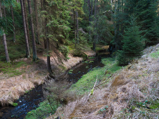 Late autumn view on river creek Krinice in national park Bohemian Switzerland with spruce forest, moss and stones