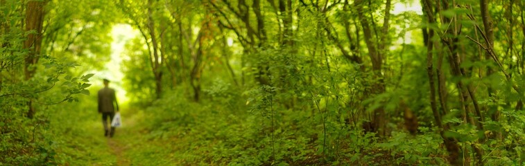 forest panorama