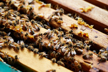 Apiary, beehive farm and beekeeping 