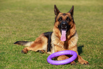 German Shepherd Dog
