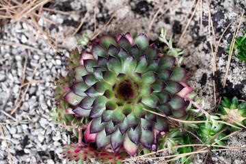 Kaktus.