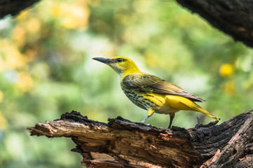 Indian Golden Oriole female