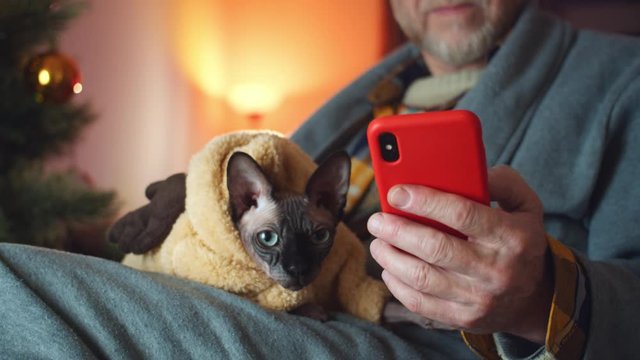 Close up of stylish grandparent hand using smart phone and holding funny bald sphynx kitty at home. Christmas interior design on background. Family weekend. Online New Year greeting app notification.