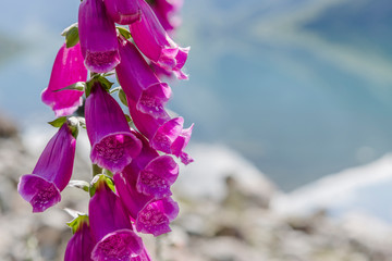 Roter Fingerhut am Ufer des jolstravatnet, Sommer in Norwegen © freedom_wanted