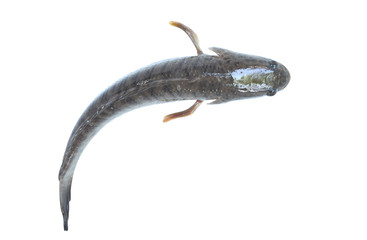fresh pike on white background