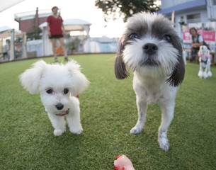 Happy puppies in a private playground