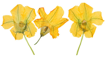 Pressed and dried orange flower pumpkin (gourd, squash). Isolated on white background. For use in scrapbooking, floristry or herbarium.