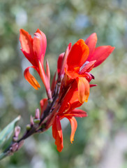 Obraz premium beautiful flora flower in the park