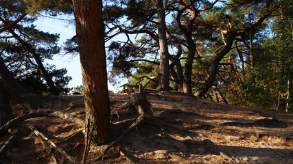 Im sandigen Boden von Kootwijkerzand im niederländischen Veluwe wachsen Kiefern.